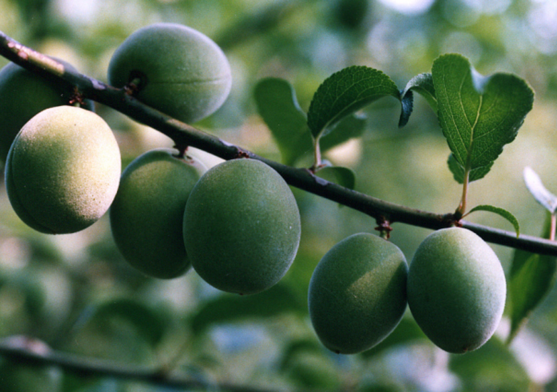 WAWA Dining Welcomes 2026 With a Refreshing Healthy Plum Tea